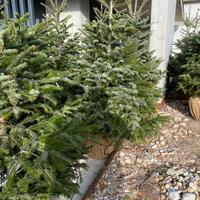 Alberi di natale veri pini