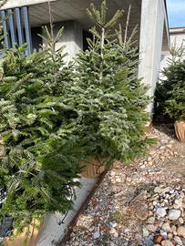 Alberi di natale veri pini