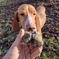Bracco setter da tartufi
