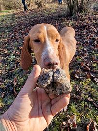 Bracco setter da tartufi