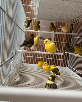 Fife Fancy-Piccoli, dolcissimi e tutti da scoprire