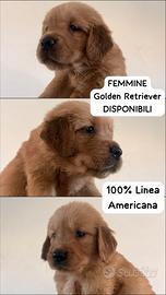 Cucciole femmine golden retriever americano