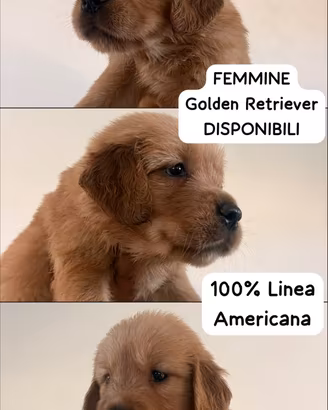 Cucciole femmine golden retriever americano