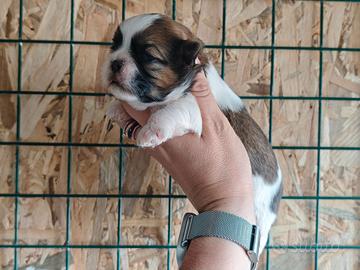 Shihtzu pedigree enci