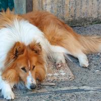 Pastore scozzese maschio