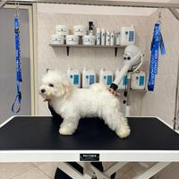 Bichon A Poil Frise