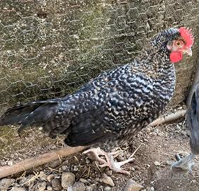 Gallo