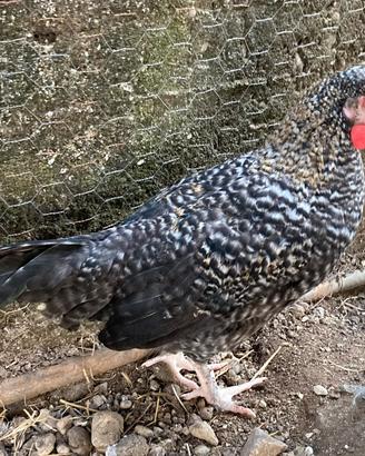 Gallo