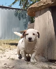 Jack Russell
