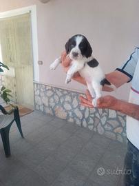 Cuccioli da tartufo