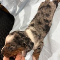 Bassotto piebald blu