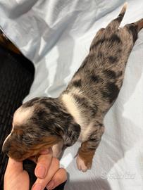 Bassotto piebald blu