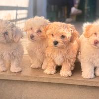 Cuccioli di bichon maltese