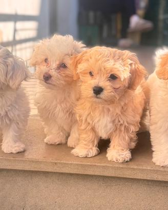 Cuccioli di bichon maltese