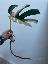 Talea monstera albovariegata