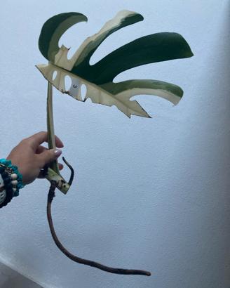 Talea monstera albovariegata
