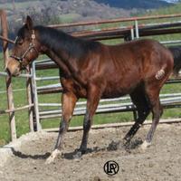 Remuda Walhalla Snap