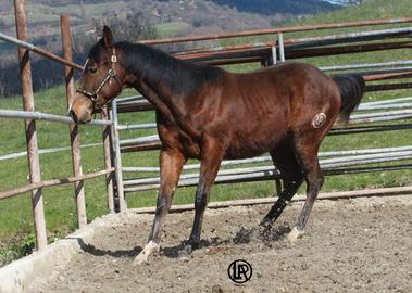 Remuda Walhalla Snap