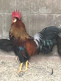 Galline