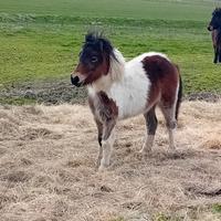 Pony