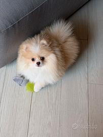 Spitz Di Pomerania Mini