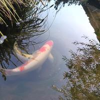Carpe Koi