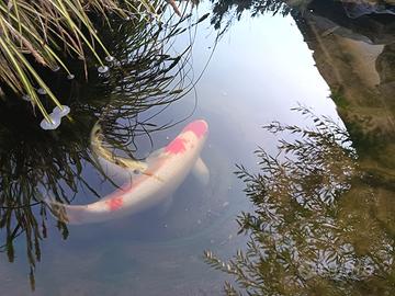 Carpe Koi