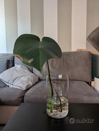 Talea di monstera deliciosa in acqua