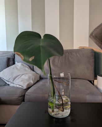 Talea di monstera deliciosa in acqua