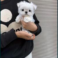 Maltese mini toy