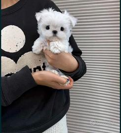 Maltese mini toy