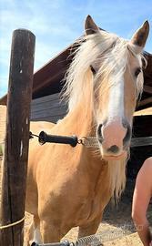 Cavalla Gypsy Vanner palomina