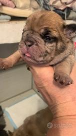 Bulldog francese