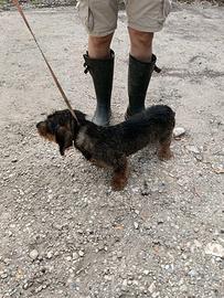 Bassotto tedesco pronta caccia al cinghiale