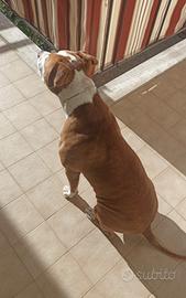 disponibile per monta