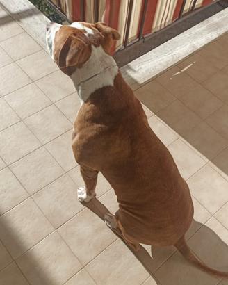 disponibile per monta