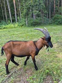 Camosciata delle alpi becco