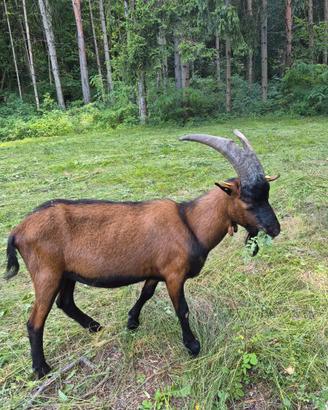 Camosciata delle alpi becco