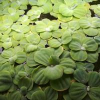 Piante acquario pistia , salvinia natans