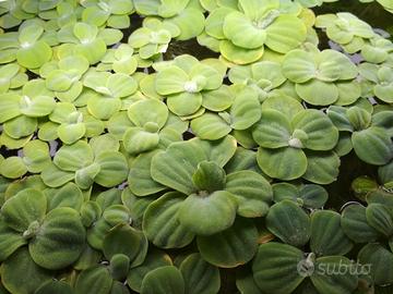 Piante acquario pistia , salvinia natans