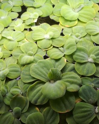 Piante acquario pistia , salvinia natans