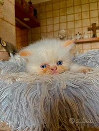 Cucciolo persiano colourpoint