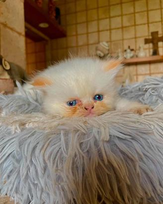 Cucciolo persiano colourpoint