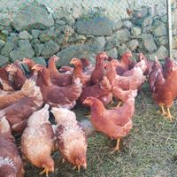Galline