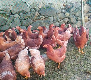 Galline
