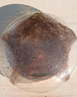 Lampadario/applique/plafoniera La Murrina 