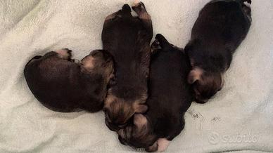 Cuccioli di schnauzer pepe e sale