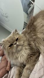 Gatto maschio X accoppiamento