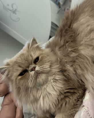 Gatto maschio X accoppiamento