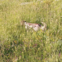 Vend setter maschio Bianco fegato